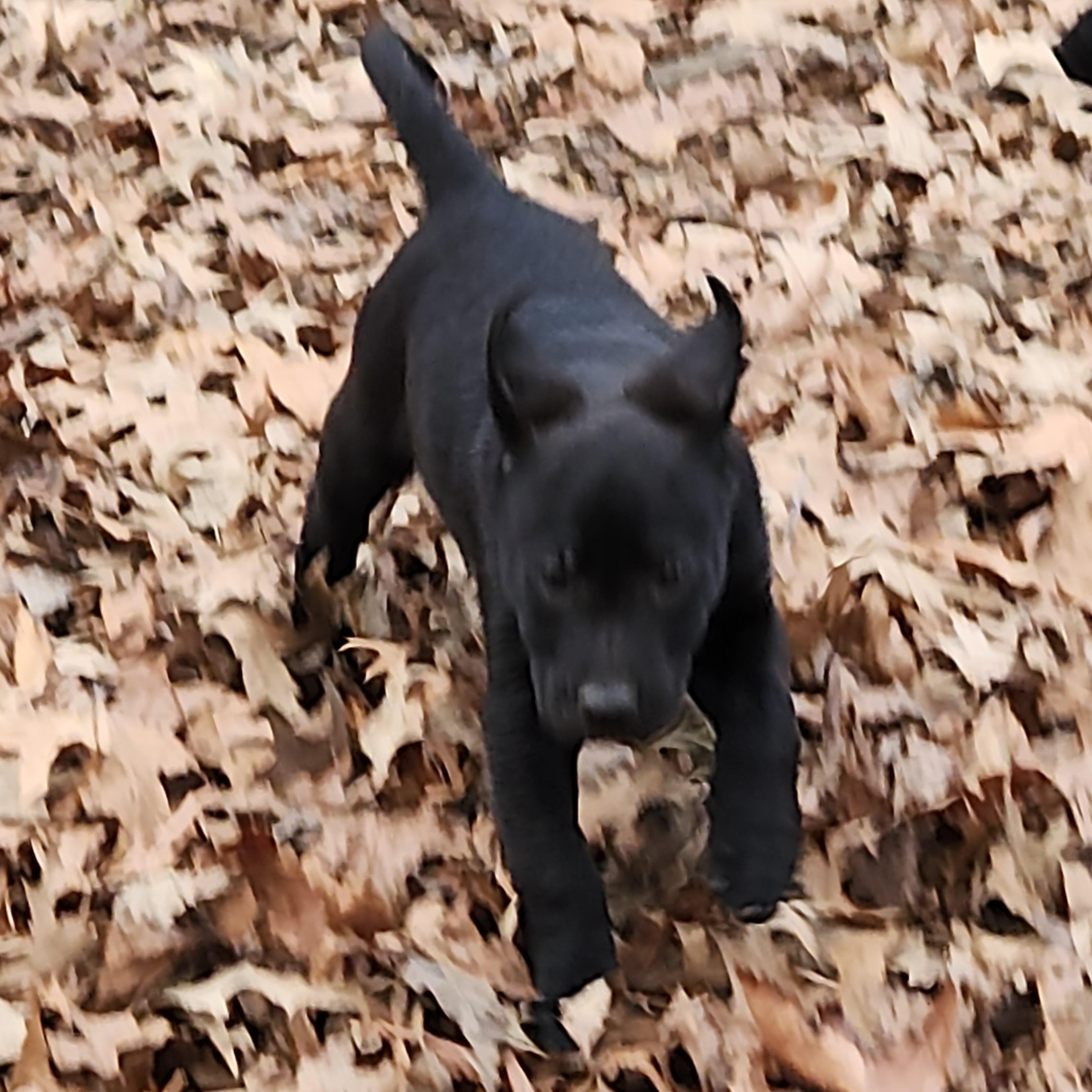 Enlarge Nanook, a ADOPTABLE mixed breed in Flintstone, GA image 3/3