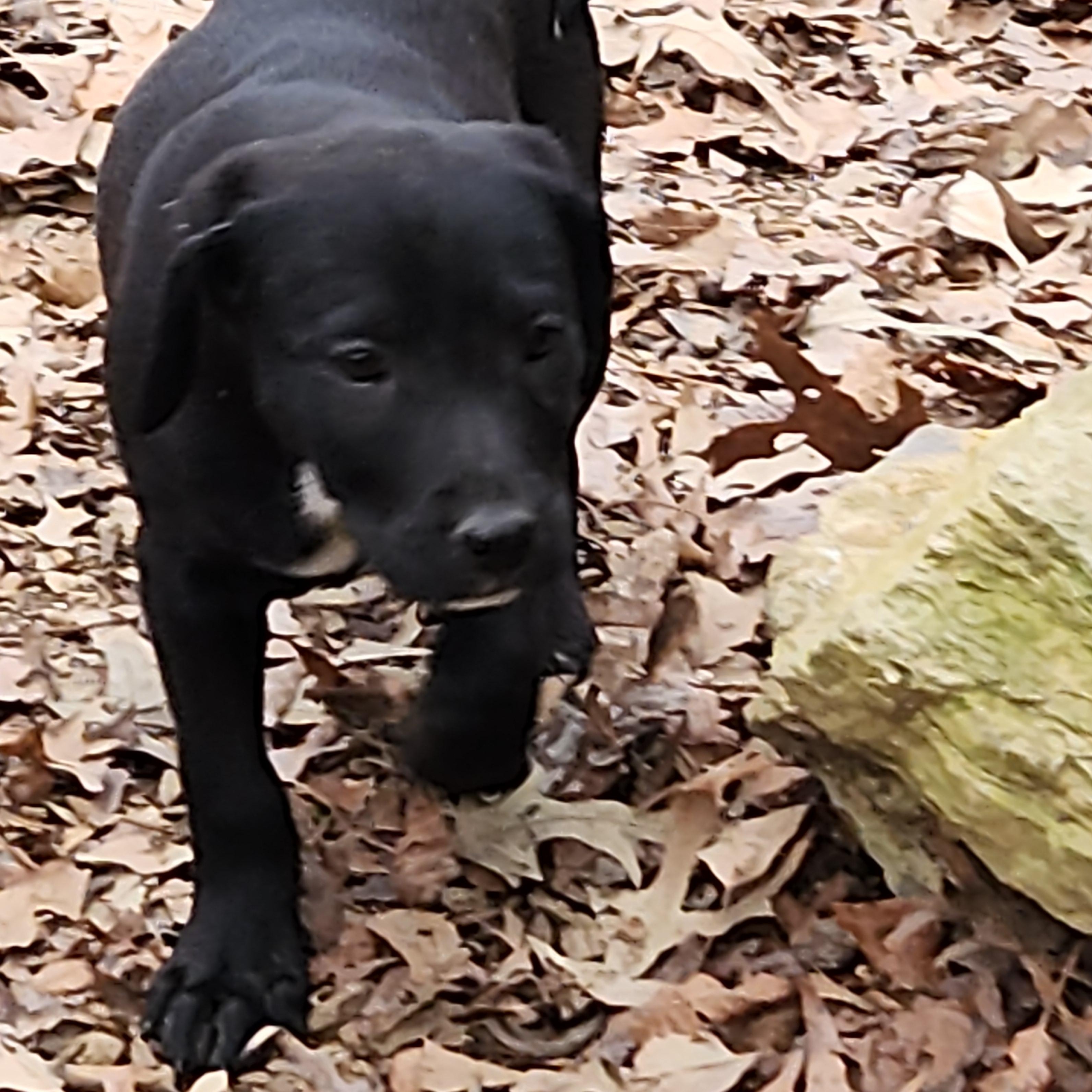 Nanook, ADOPTABLE, Puppy Male Labrador Retriever & Mixed Breed.