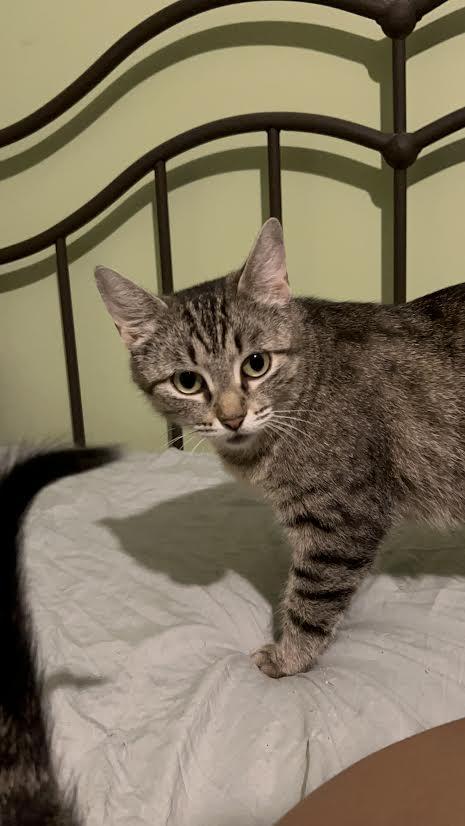 Catniss, a ADOPTABLE Domestic Short Hair in Newborn, GA image 2/2