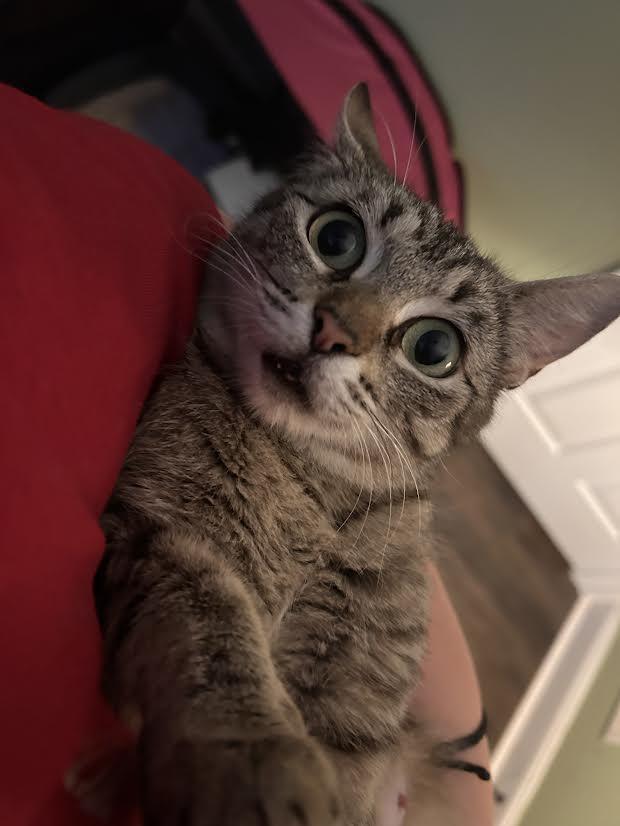 Catniss, ADOPTABLE, Adult Female Domestic Short Hair.