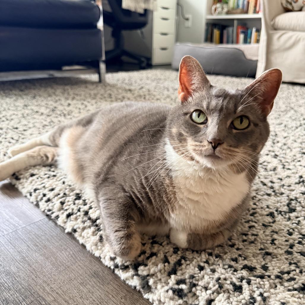 Lady Kitty Spencer, Adoptable, Senior Female Domestic Short Hair.
