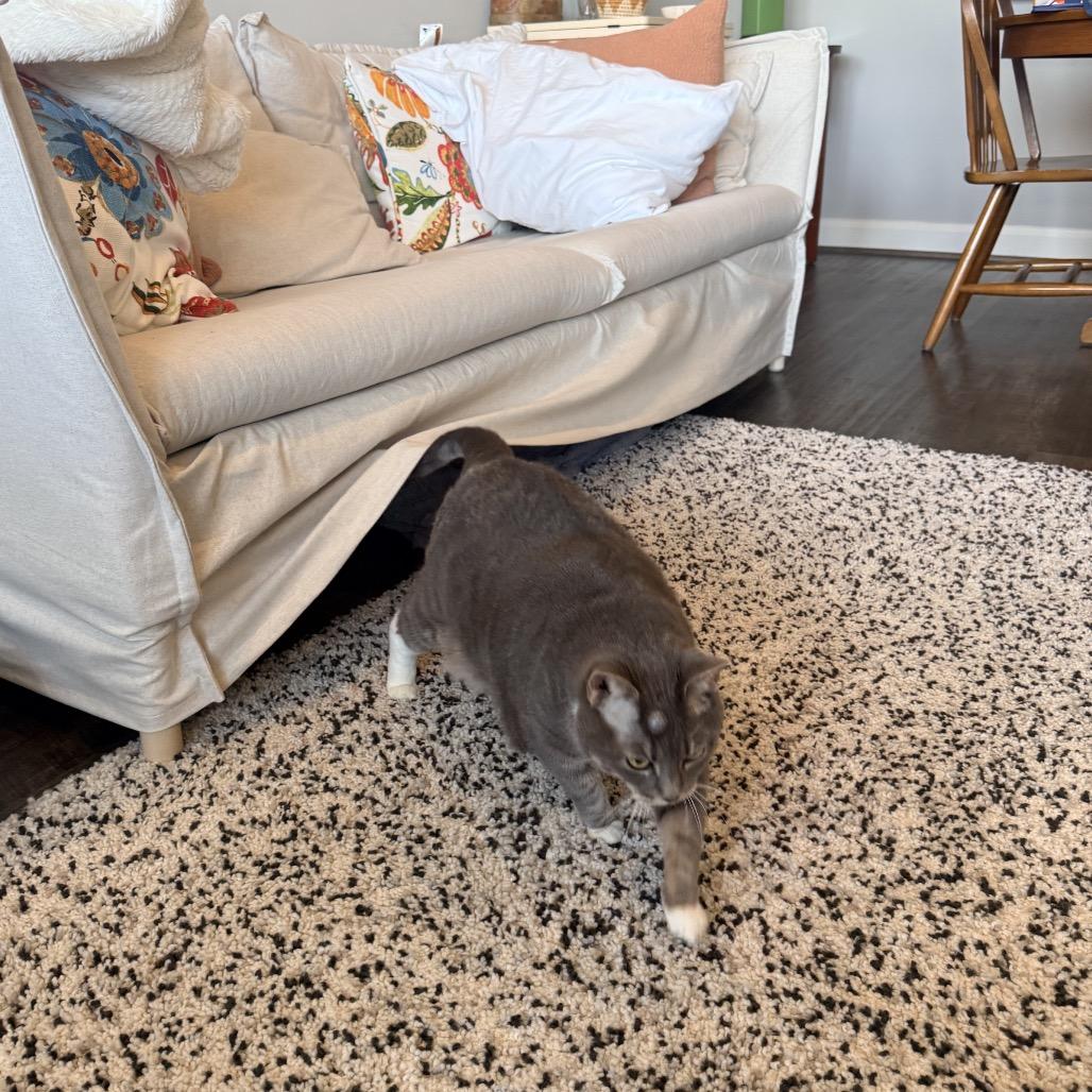 Enlarge Lady Kitty Spencer, a Adoptable Domestic Short Hair in Springboro, OH image 2/6