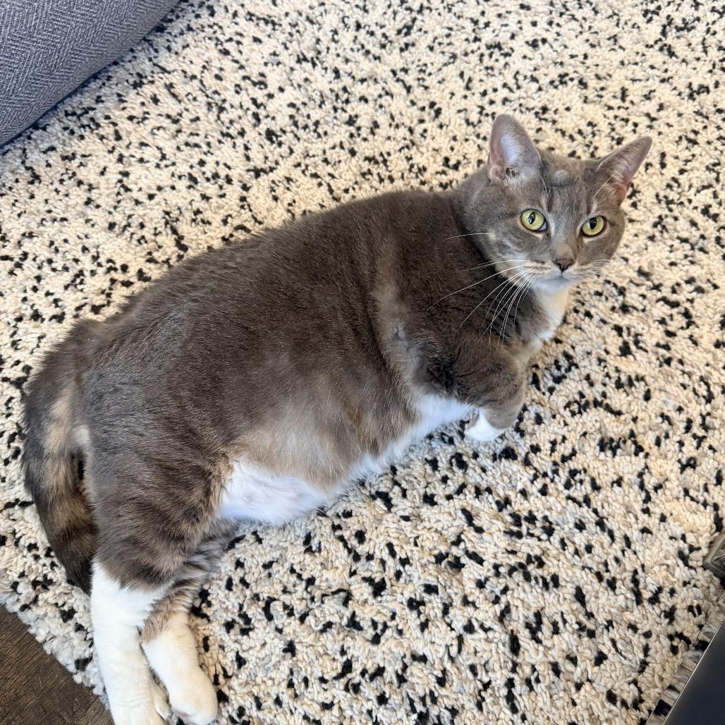 Enlarge Lady Kitty Spencer, a Adoptable Domestic Short Hair in Springboro, OH image 3/6