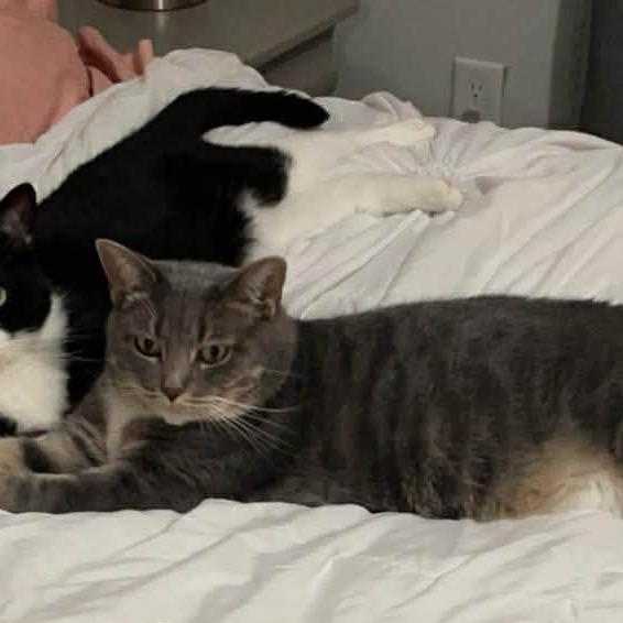 Enlarge Lady Kitty Spencer, a Adoptable Domestic Short Hair in Springboro, OH image 4/6