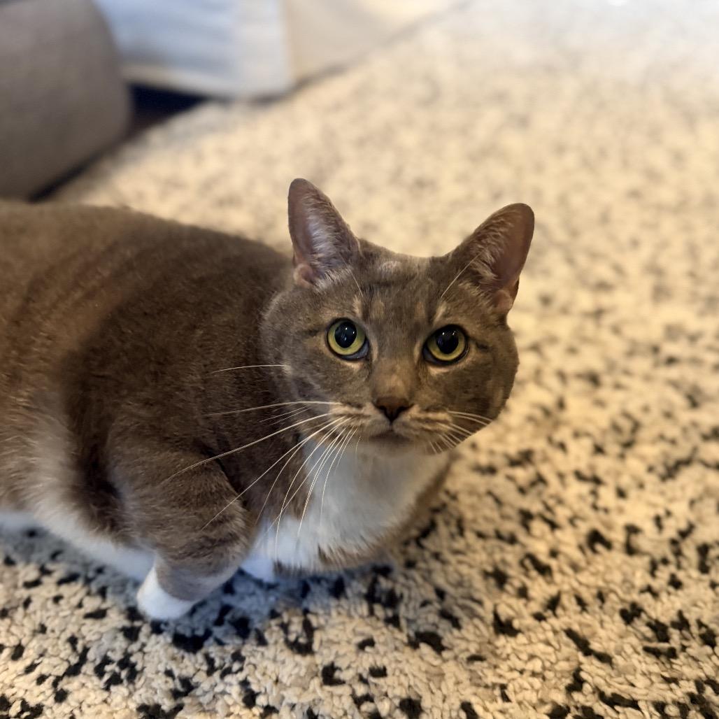 Enlarge Lady Kitty Spencer, a Adoptable Domestic Short Hair in Springboro, OH image 5/6