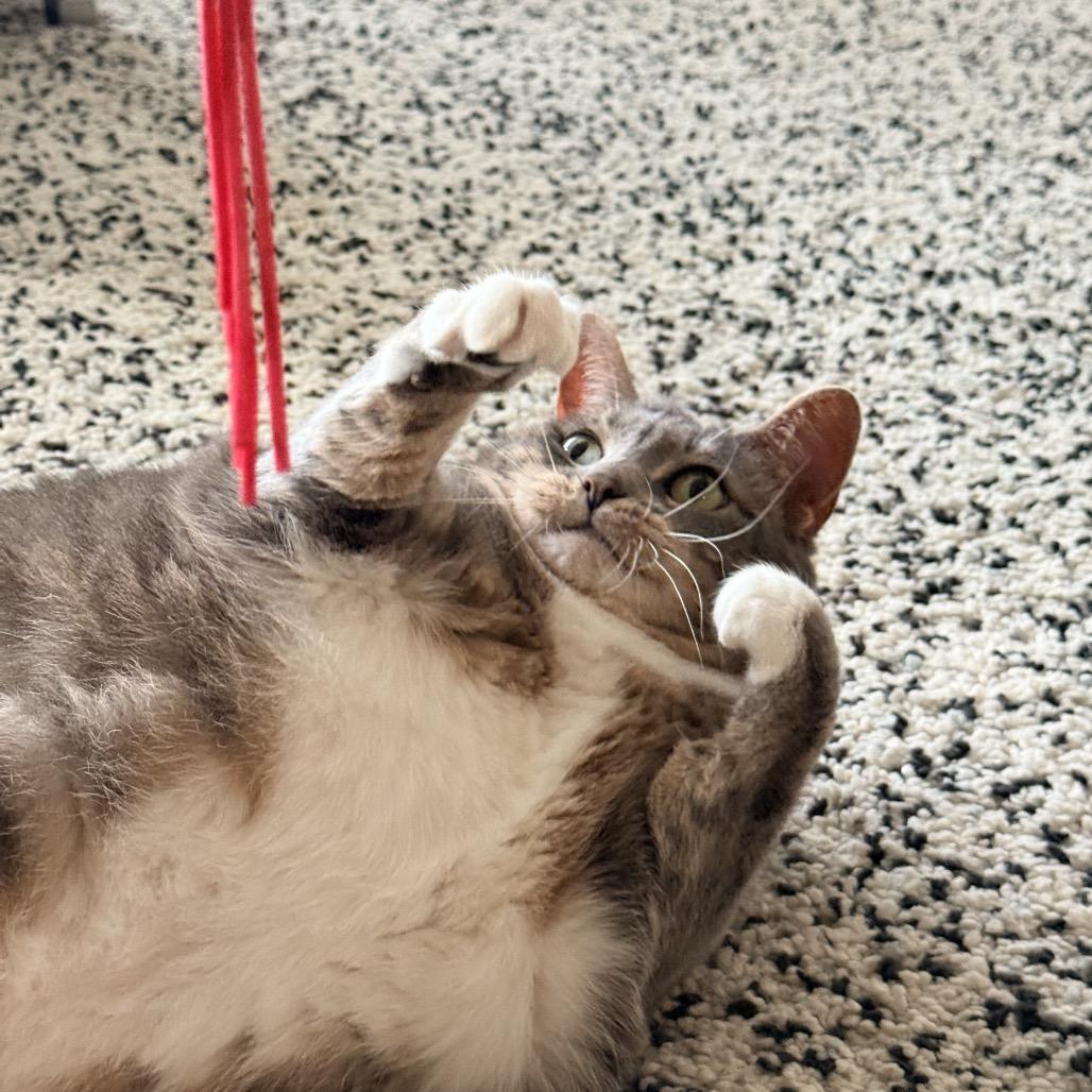Enlarge Lady Kitty Spencer, a Adoptable Domestic Short Hair in Springboro, OH image 6/6