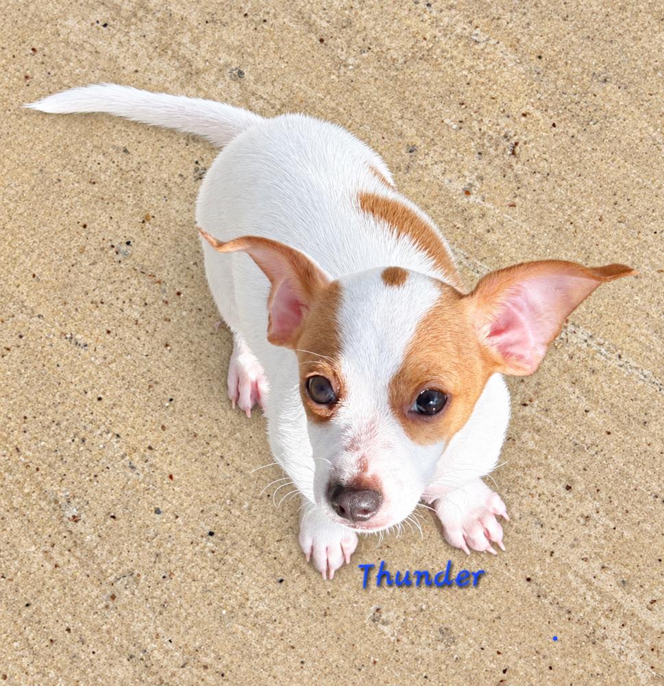 Thunder, Adoptable, Puppy Male Hound & Retriever.
