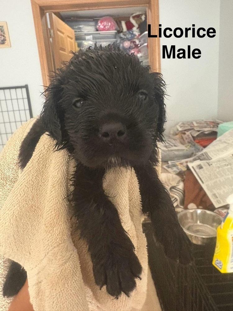 Hollister Day / Licorice, Adopted, Puppy Male Labrador Retriever.