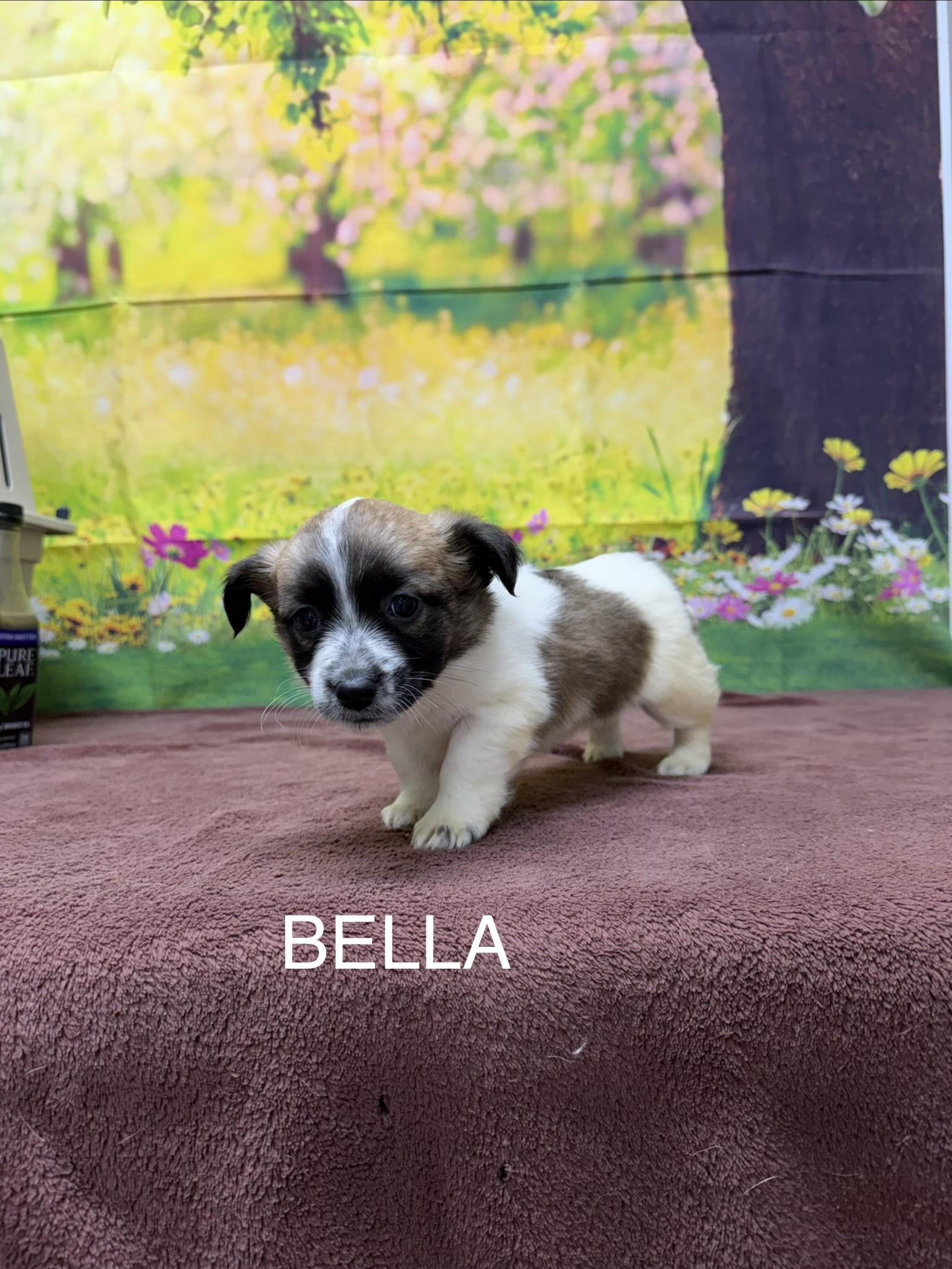 Bella, adopted, Puppy Female Jack Russell Terrier.