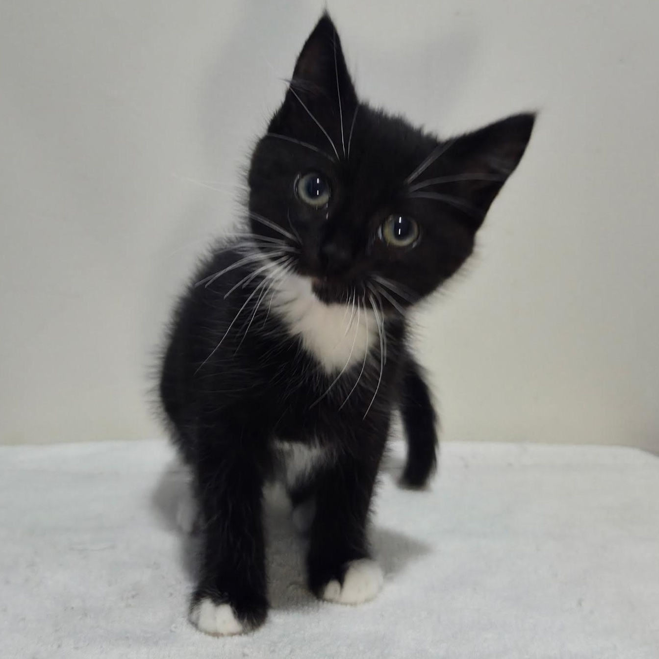 Arrow -Preadoption ONLY, Adoptable, Kitten Male Domestic Short Hair.