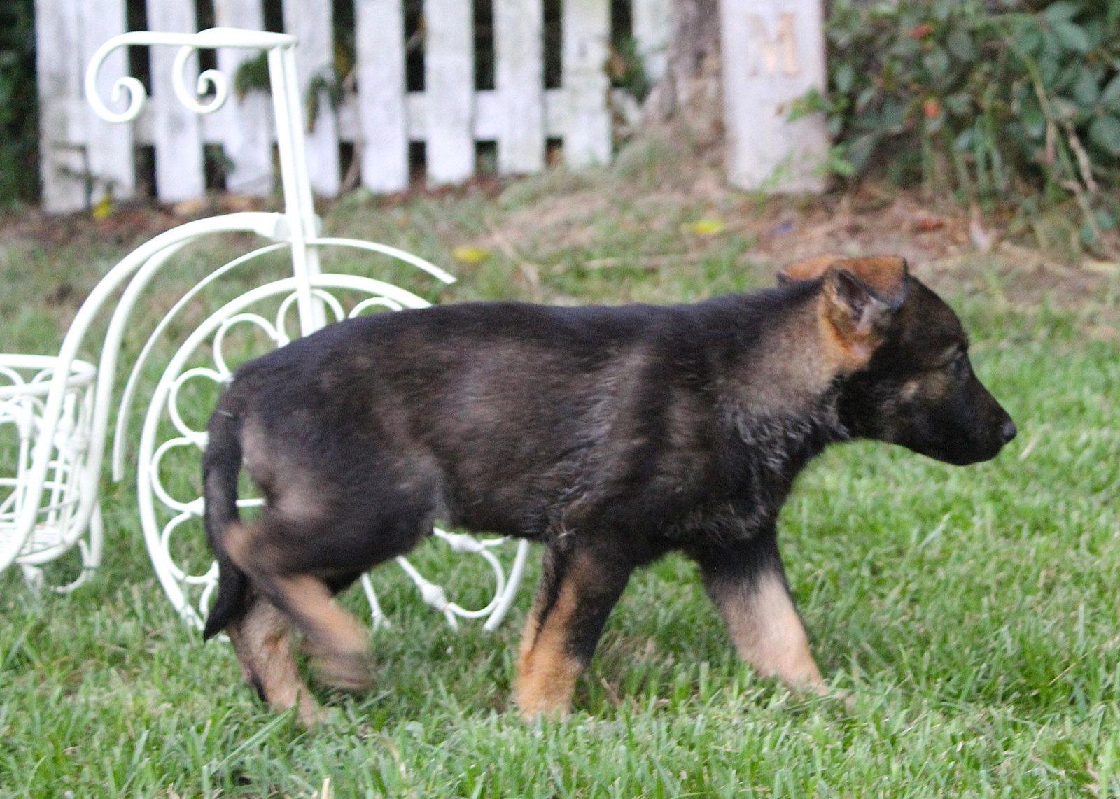 Nico-9 wks -Neuter Contract Required $525, a Adopted German Shepherd Dog in Holly Hill, SC image 1/3