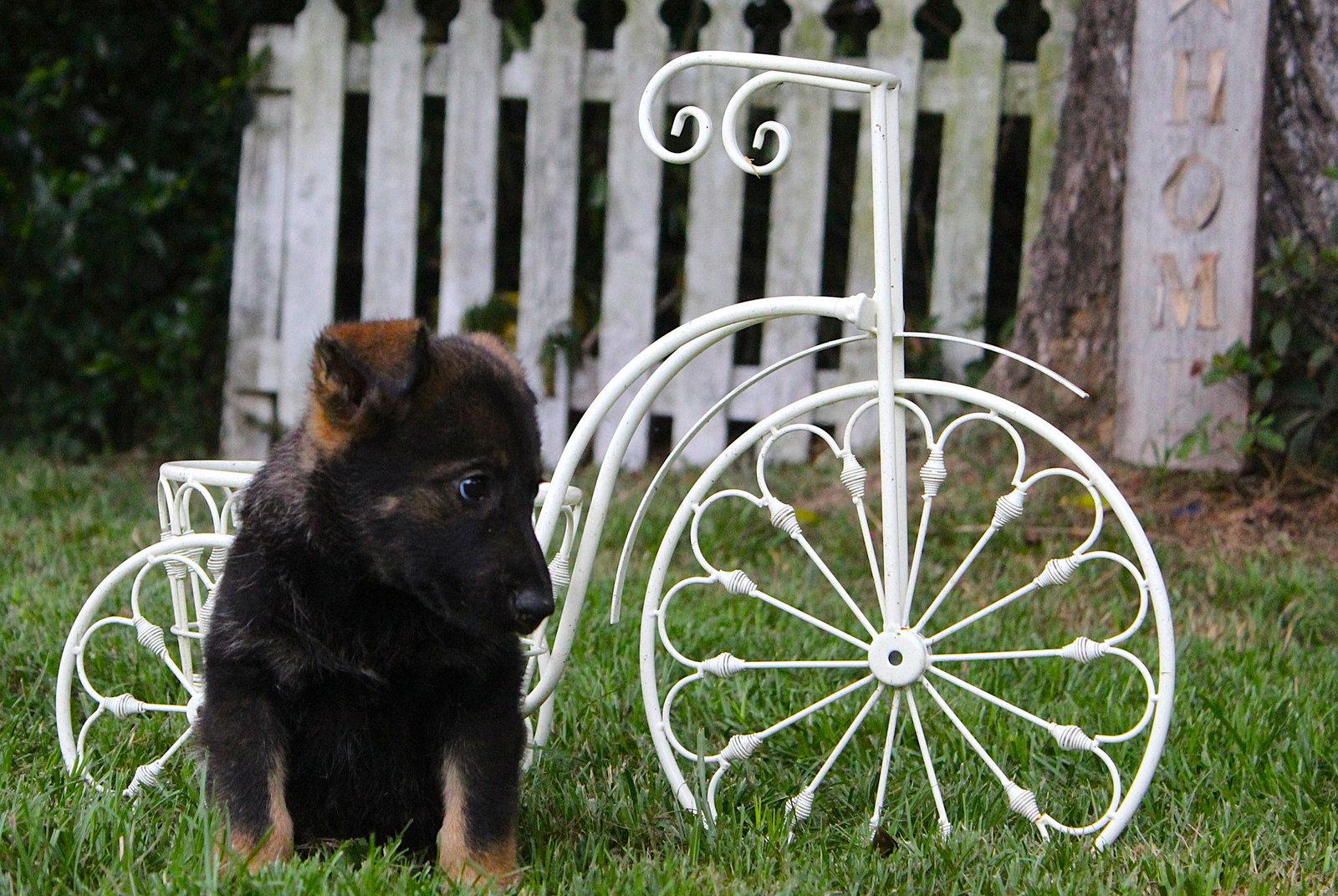 Nico-9 wks -Neuter Contract Required $525, a Adopted German Shepherd Dog in Holly Hill, SC image 2/3