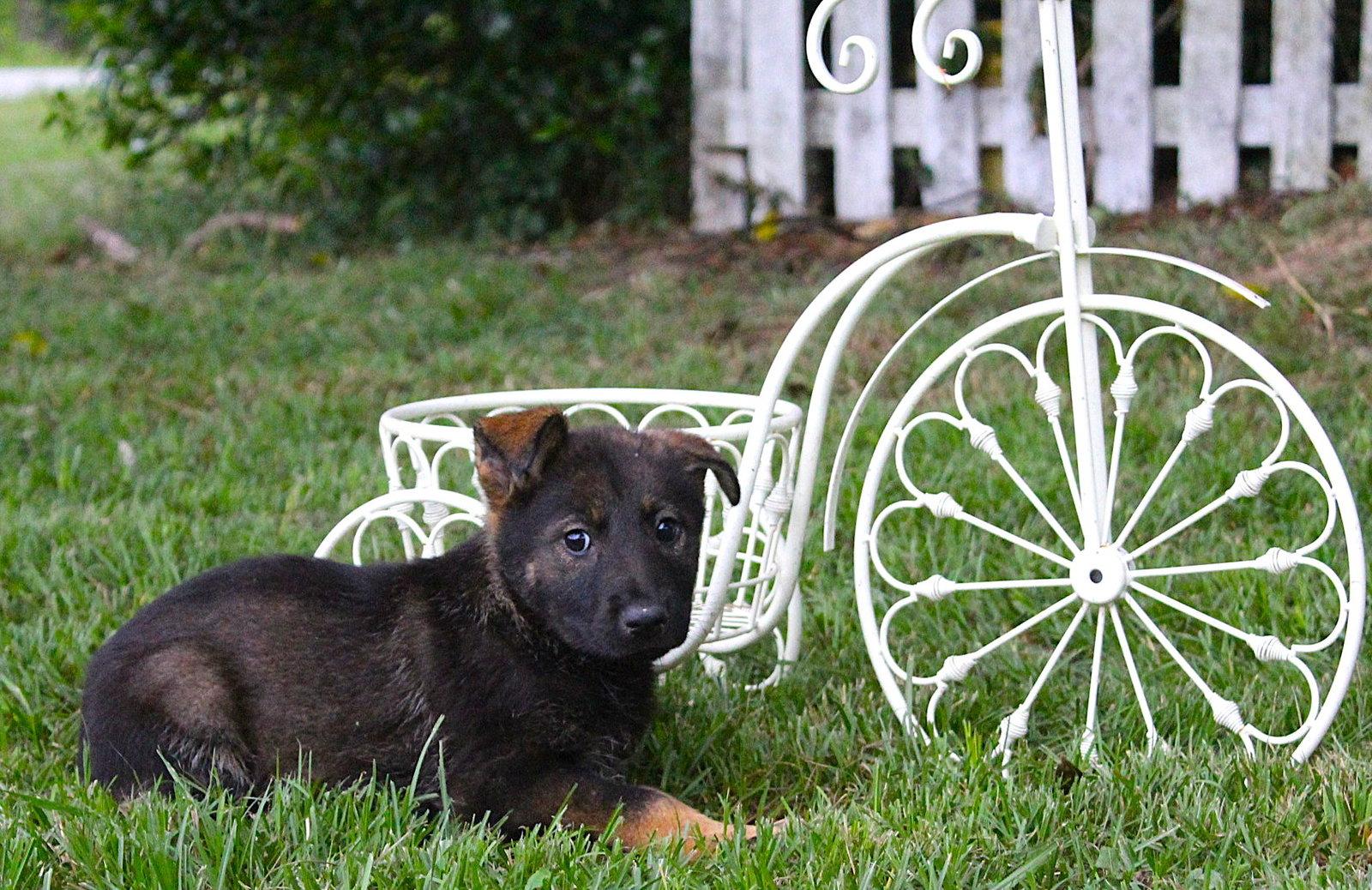 Nico-9 wks -Neuter Contract Required $525, a Adopted German Shepherd Dog in Holly Hill, SC image 3/3
