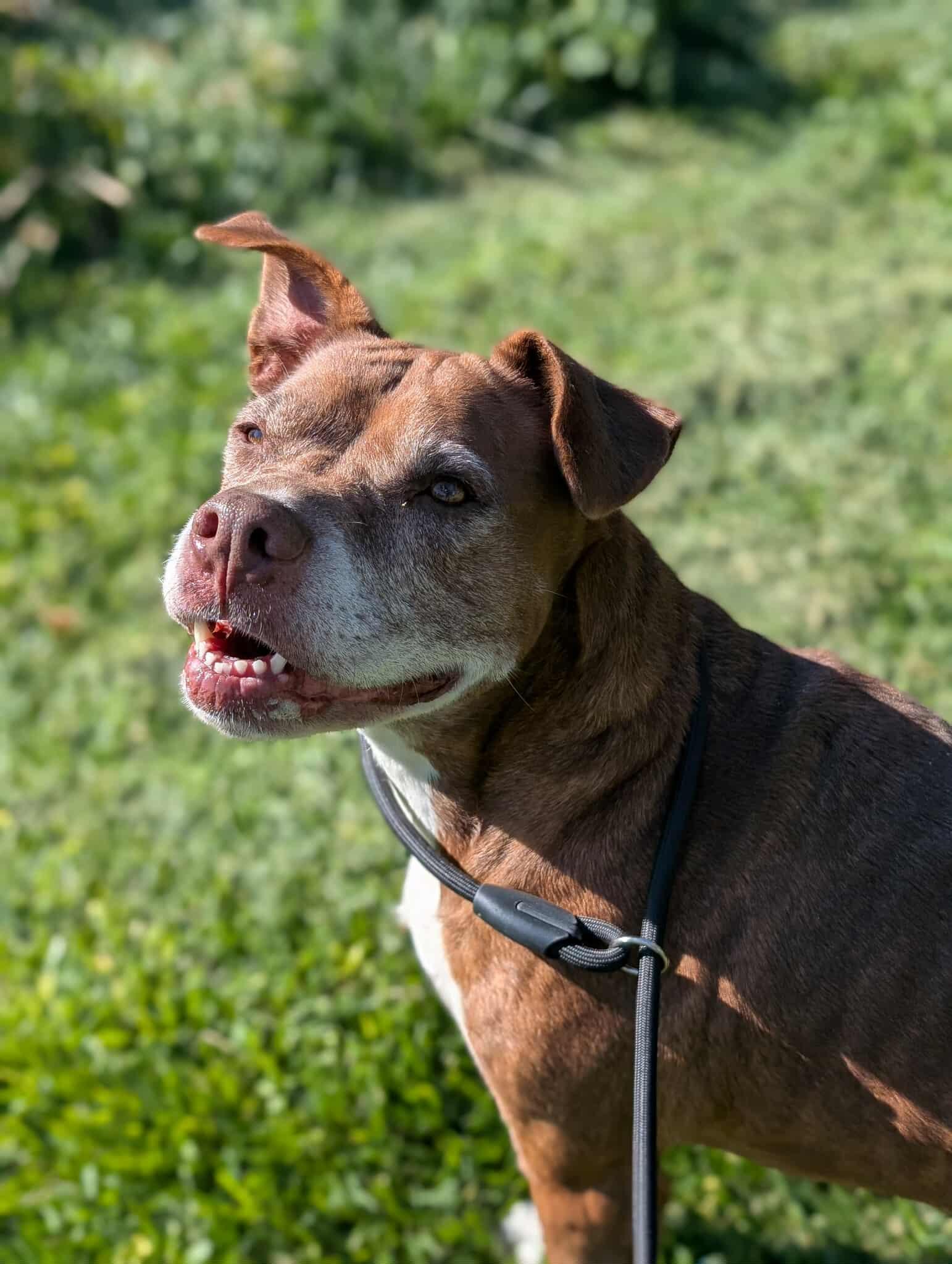 Enlarge Callie, a Adoptable Pit Bull Terrier in Snohomish , WA image 4/6
