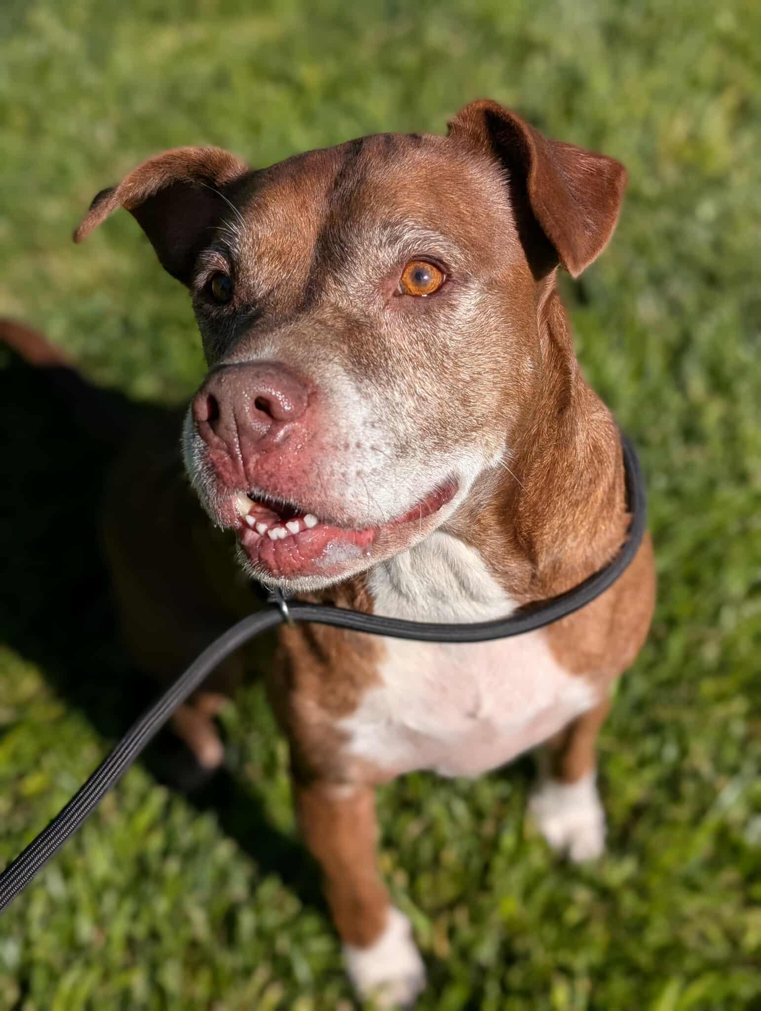 Enlarge Callie, a Adoptable Pit Bull Terrier in Snohomish , WA image 3/6
