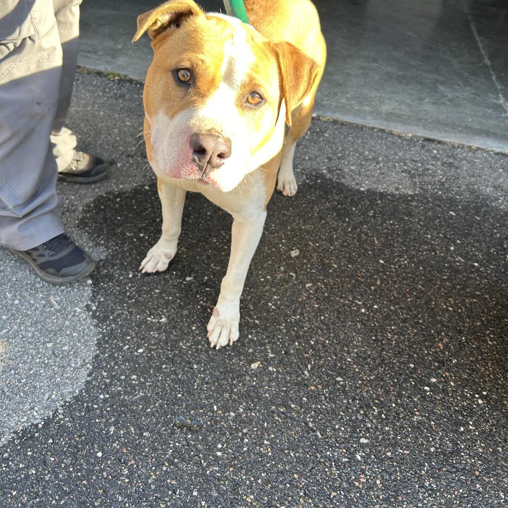 Short Tail Jason, Adoptable, Adult Male Pit Bull Terrier.