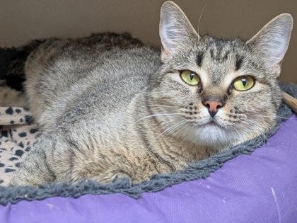Andromeda, Adoptable, Adult Female Domestic Short Hair & Domestic Short Hair.