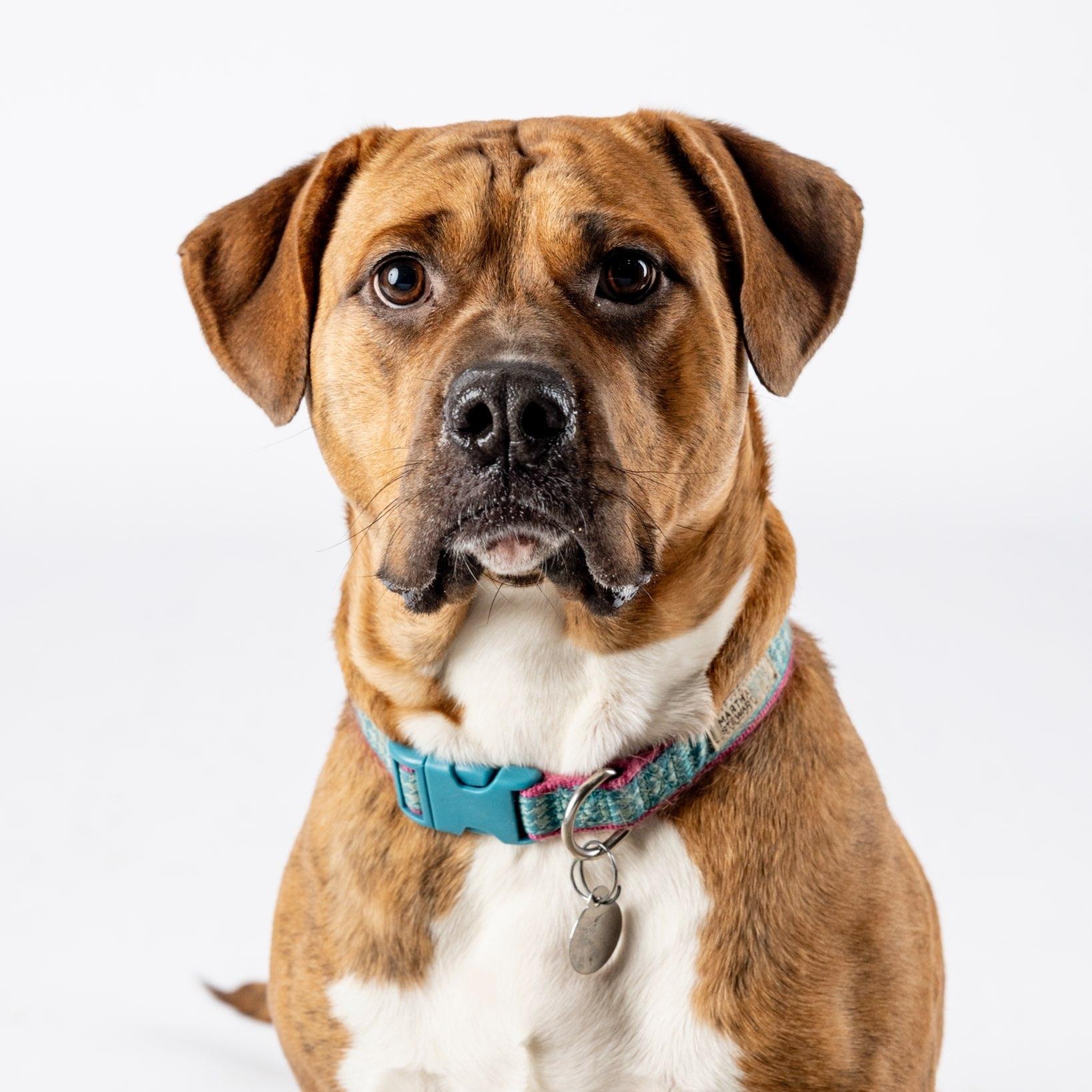 Enlarge SHARON-jk, a Adoptable mixed breed in Burlington, WA image 3/6