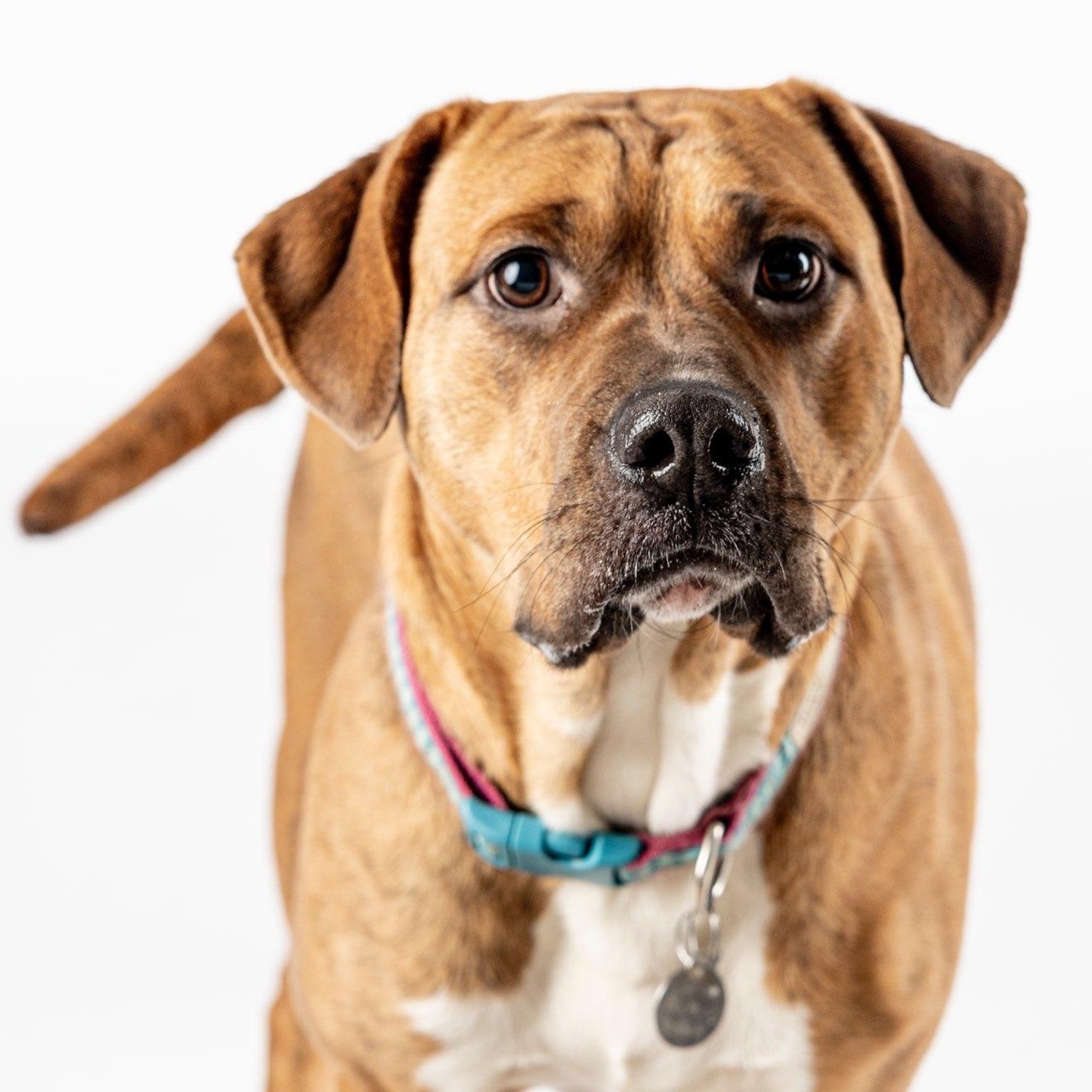 Enlarge SHARON-jk, a Adoptable mixed breed in Burlington, WA image 6/6