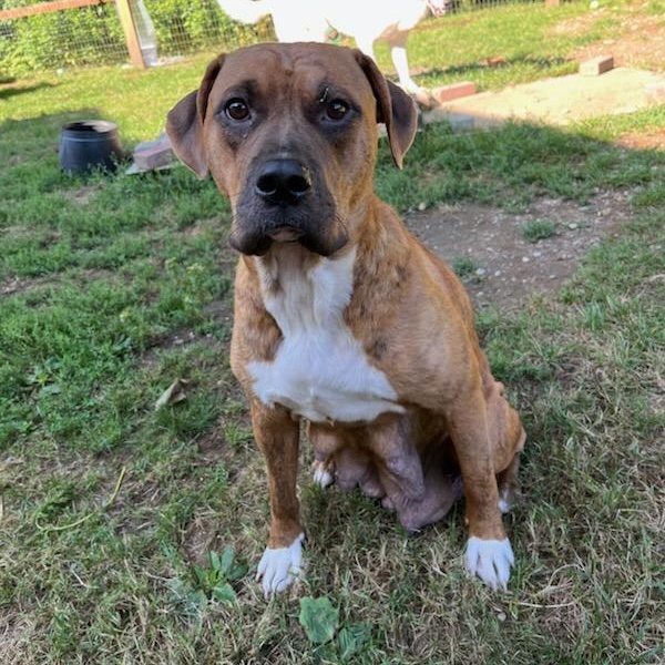 SHARON - JK, a Adoptable mixed breed in Burlington, WA image 2/6