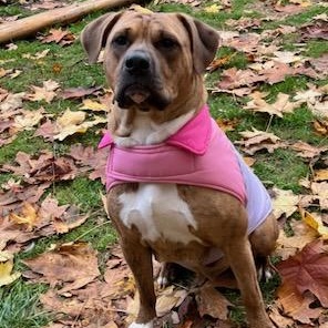 SHARON - JK, a Adoptable mixed breed in Burlington, WA image 5/6