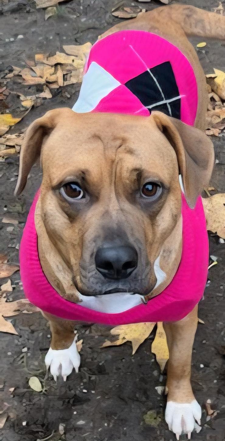 SHARON - JK, a Adoptable mixed breed in Burlington, WA image 6/6