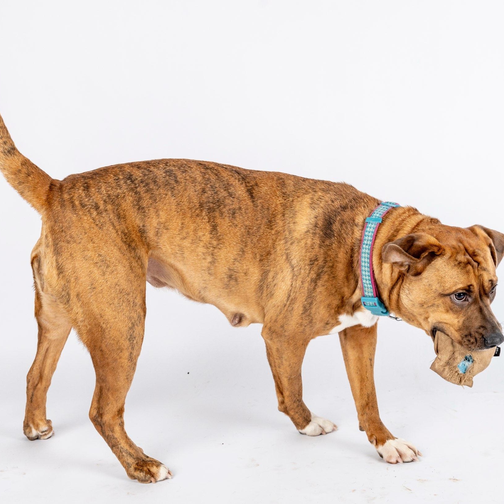 Enlarge SHARON-jk, a Adoptable mixed breed in Burlington, WA image 2/6