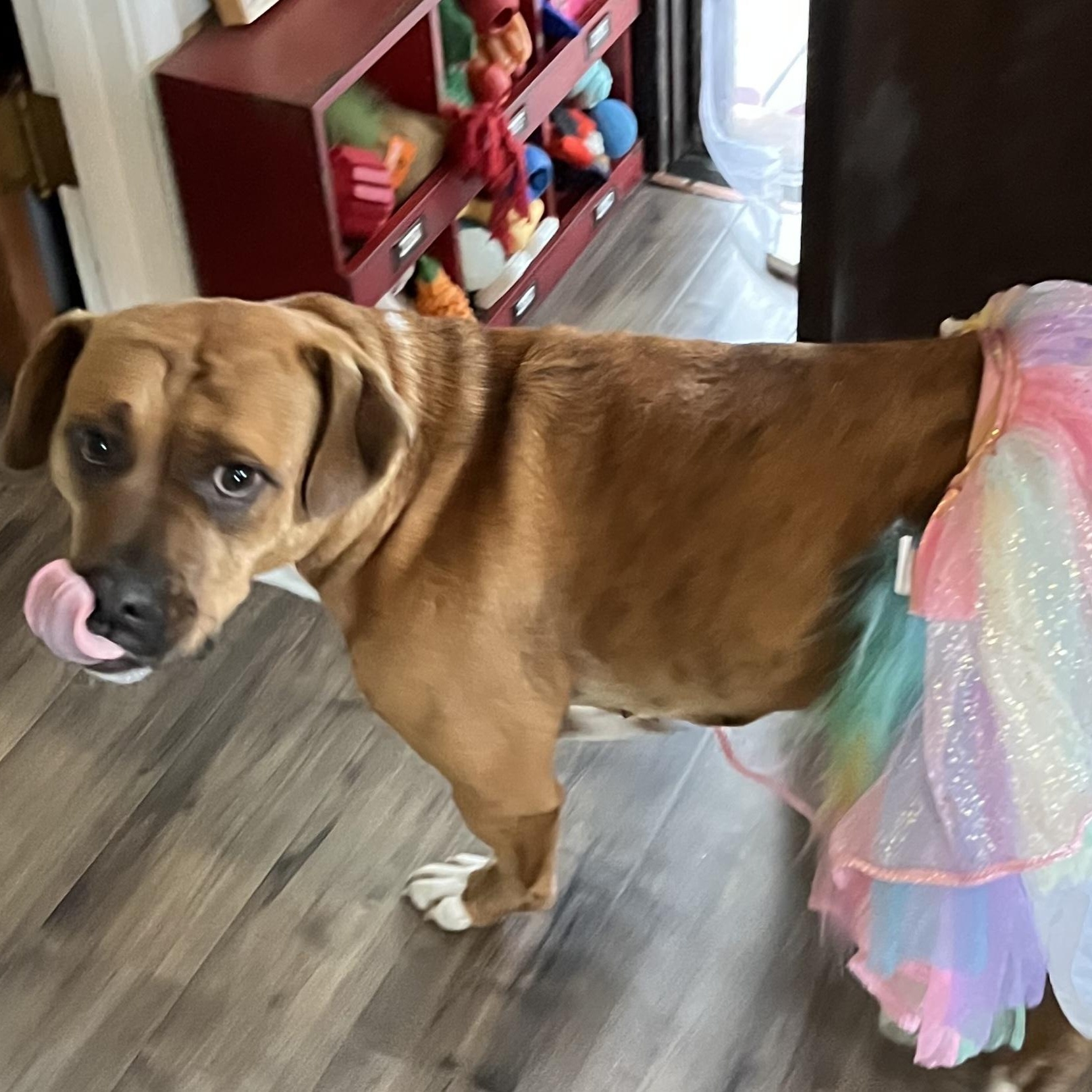 Enlarge SHARON-jk, a Adoptable mixed breed in Burlington, WA image 4/6