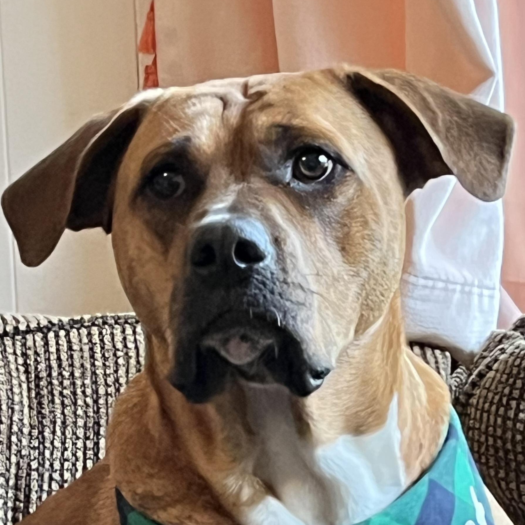 SHARON-jk, Adoptable, Adult Female Mastiff & Boxer.