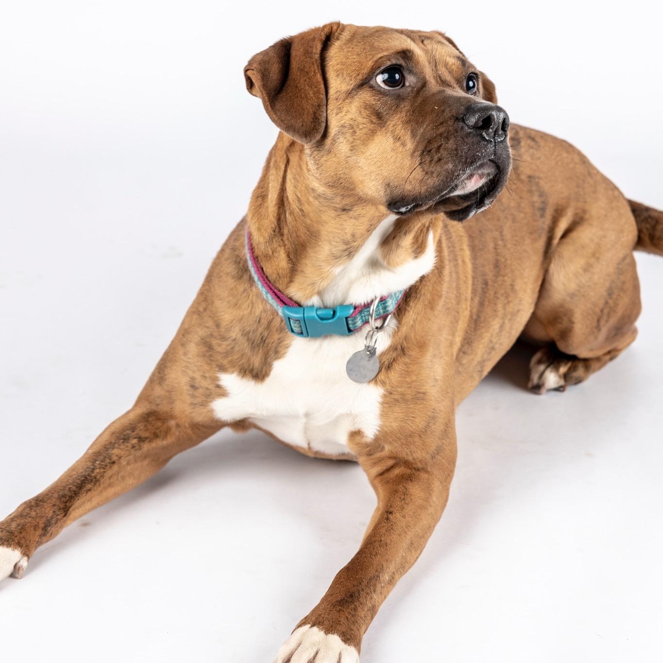 Enlarge SHARON-jk, a Adoptable mixed breed in Burlington, WA image 1/6
