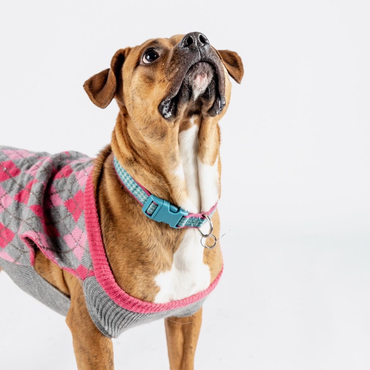 Enlarge SHARON-jk, a Adoptable mixed breed in Burlington, WA image 5/6