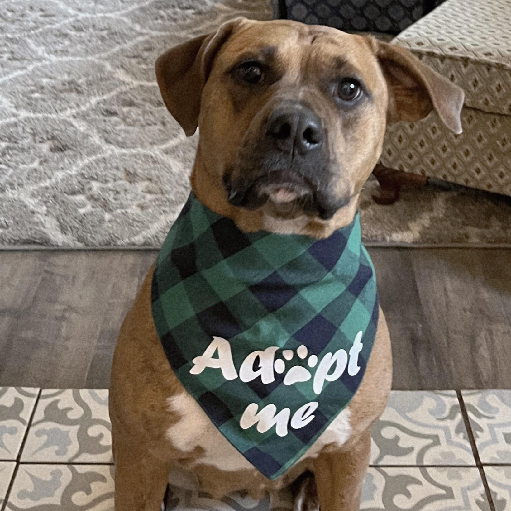 Enlarge SHARON-jk, a Adoptable mixed breed in Burlington, WA image 3/6
