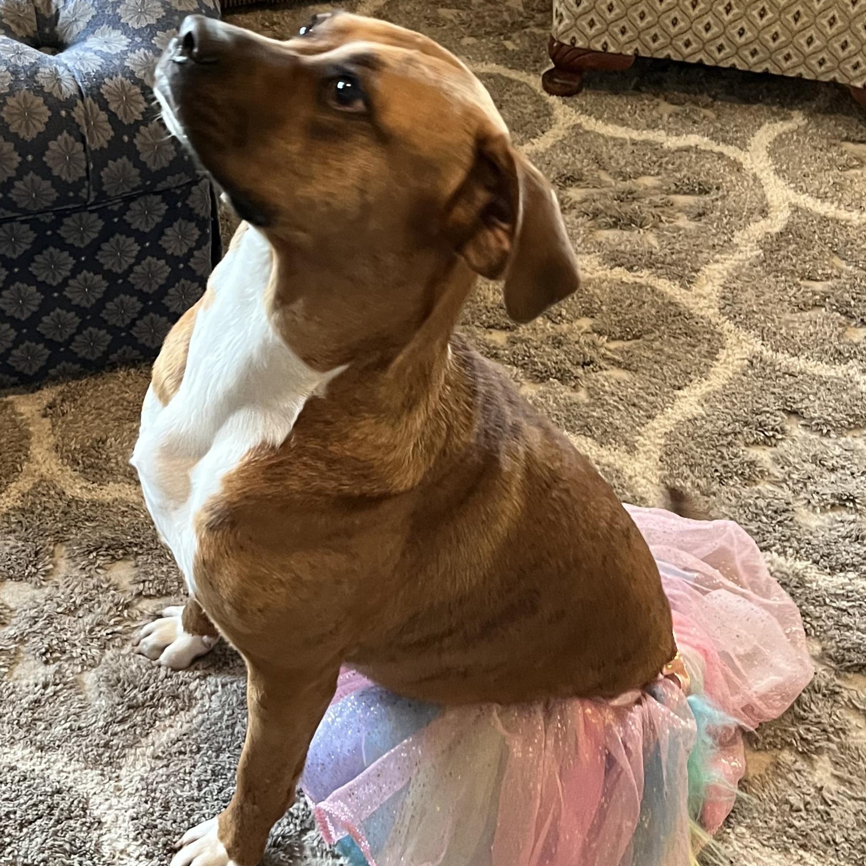 Enlarge SHARON-jk, a Adoptable mixed breed in Burlington, WA image 6/6