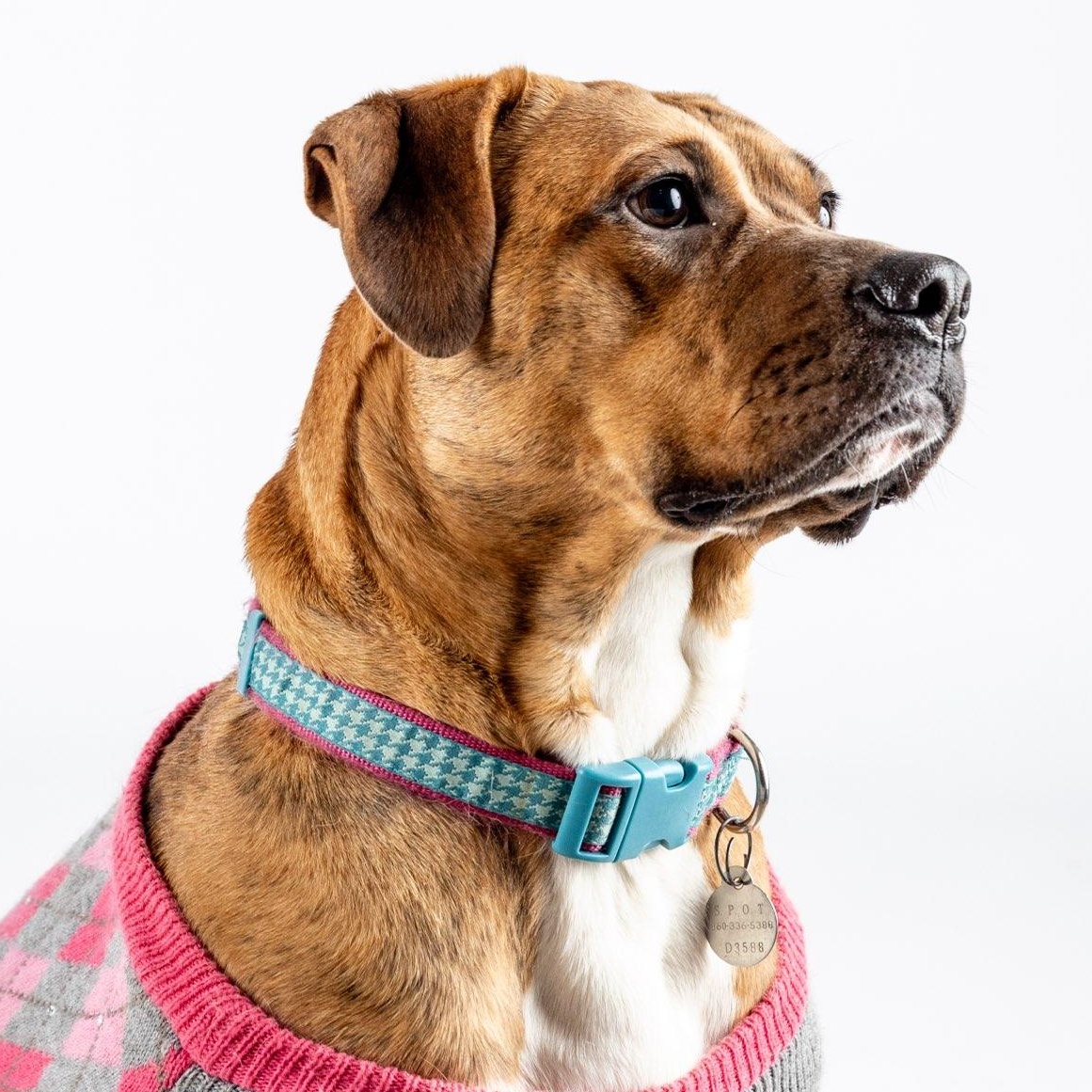 Enlarge SHARON-jk, a Adoptable mixed breed in Burlington, WA image 4/6
