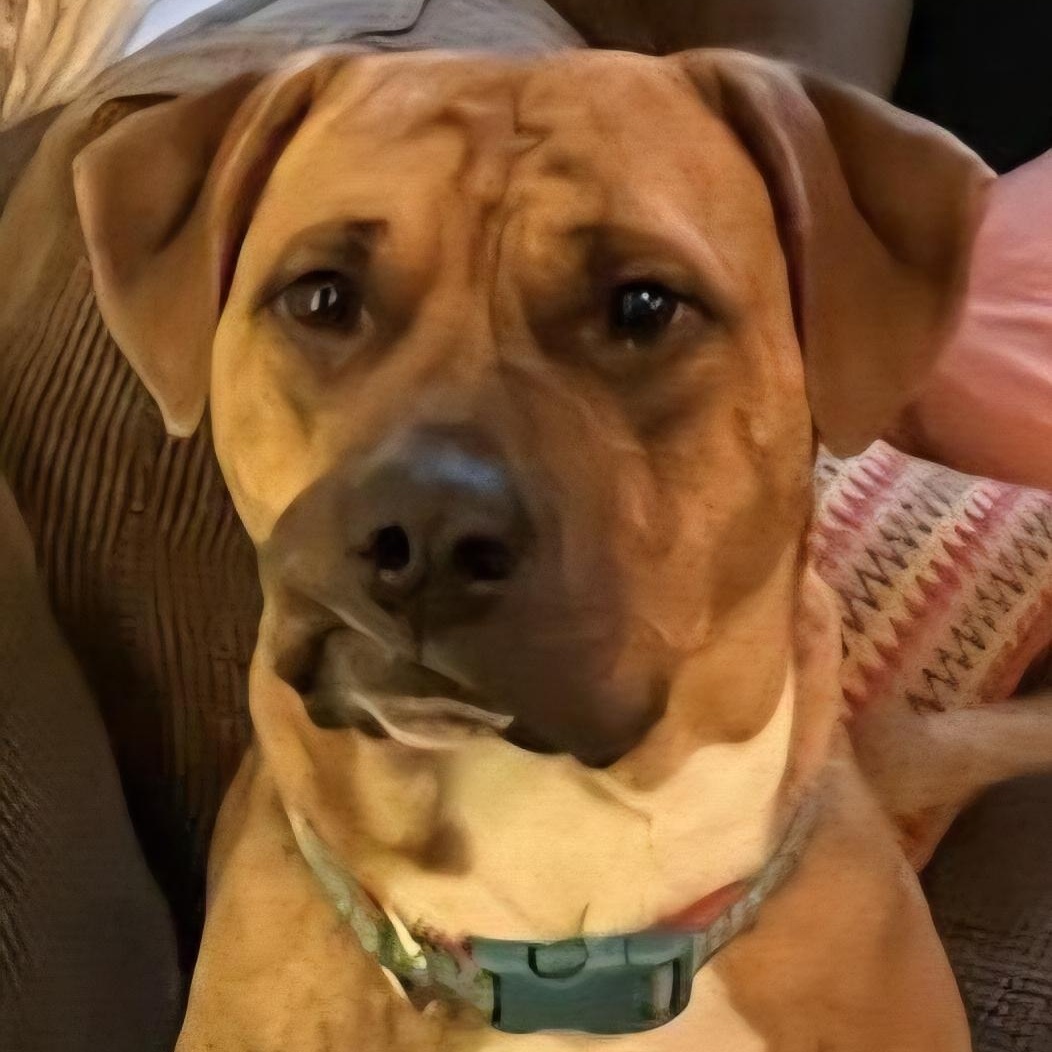 SHARON - JK, a Adoptable mixed breed in Burlington, WA image 1/6