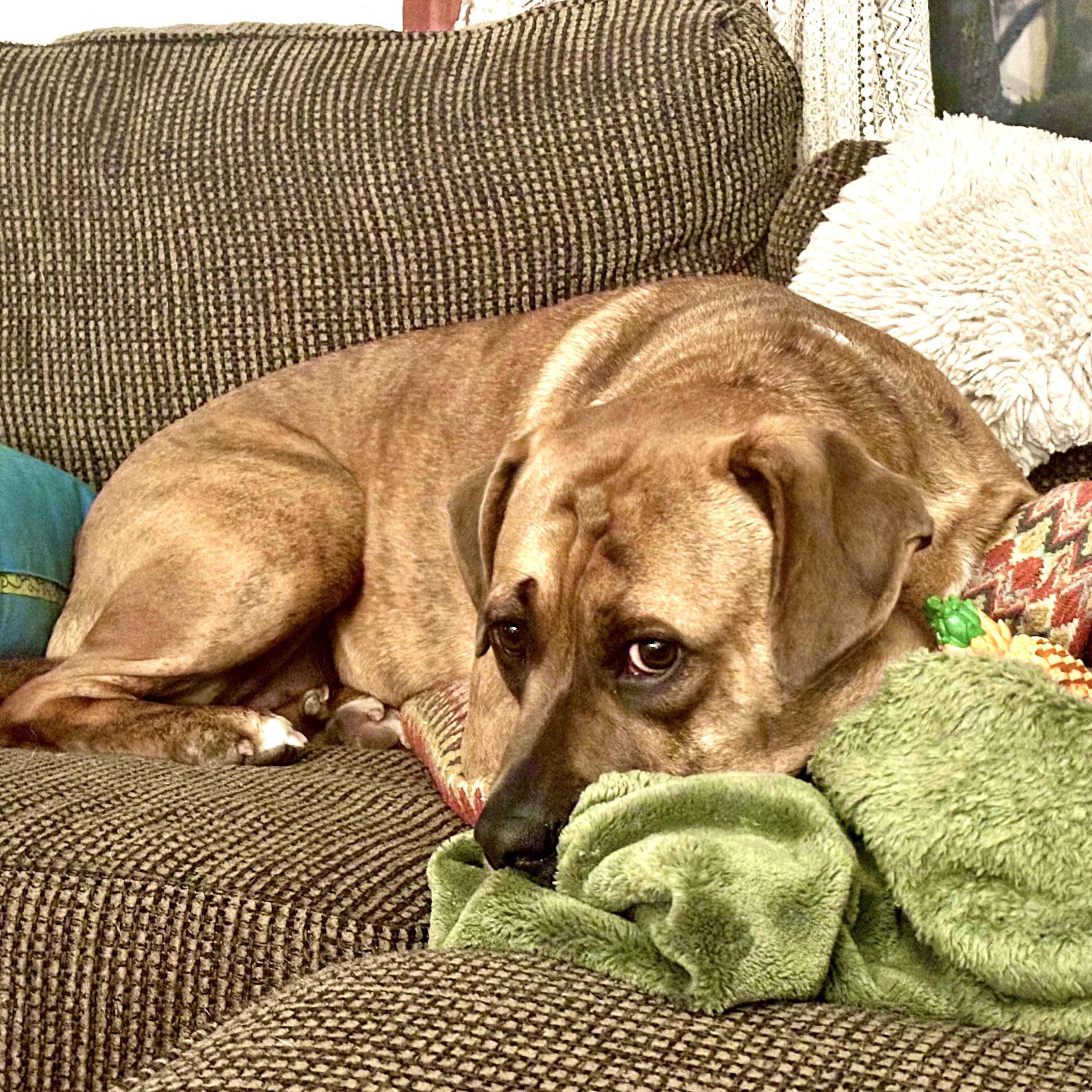 Enlarge SHARON-jk, a Adoptable mixed breed in Burlington, WA image 5/6