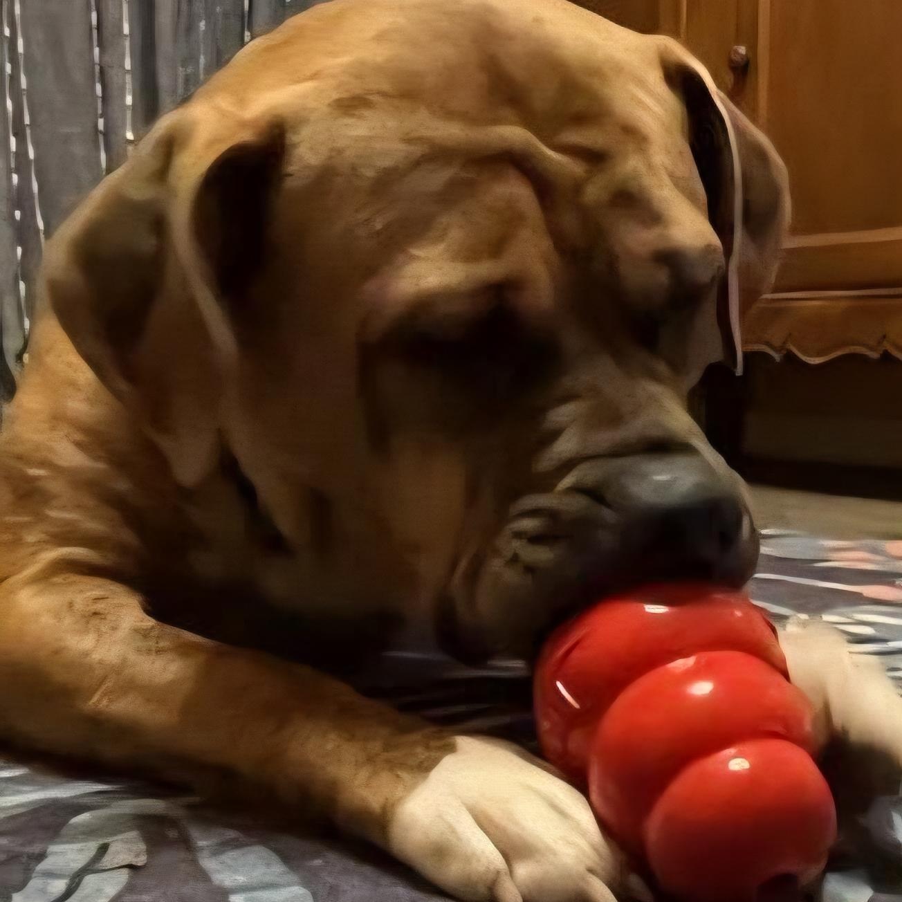 SHARON - JK, a Adoptable mixed breed in Burlington, WA image 4/6