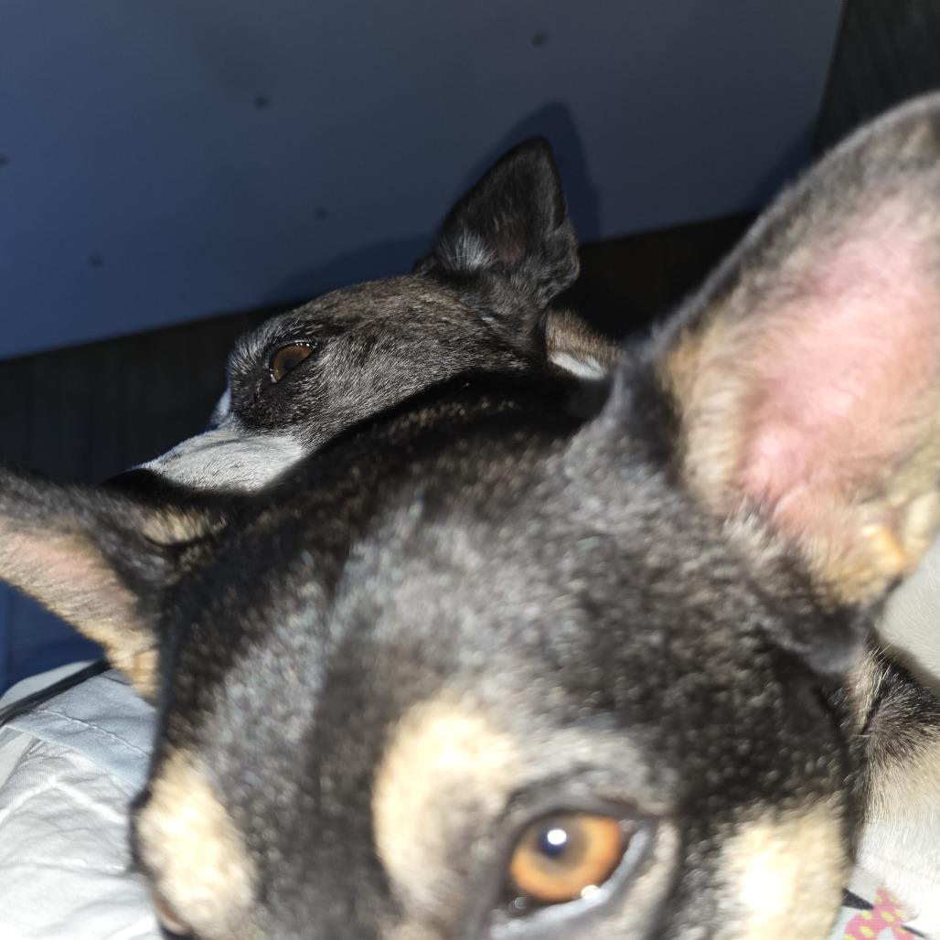 Enlarge Boomer, a Adoptable mixed breed in West Richland, WA image 1/6