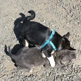 Boomer, Adoptable, Adult Male Chihuahua & Pekingese.