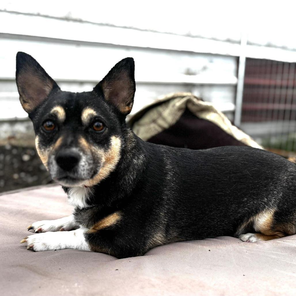Boomer, Adoptable, Adult Male Chihuahua & Pekingese.