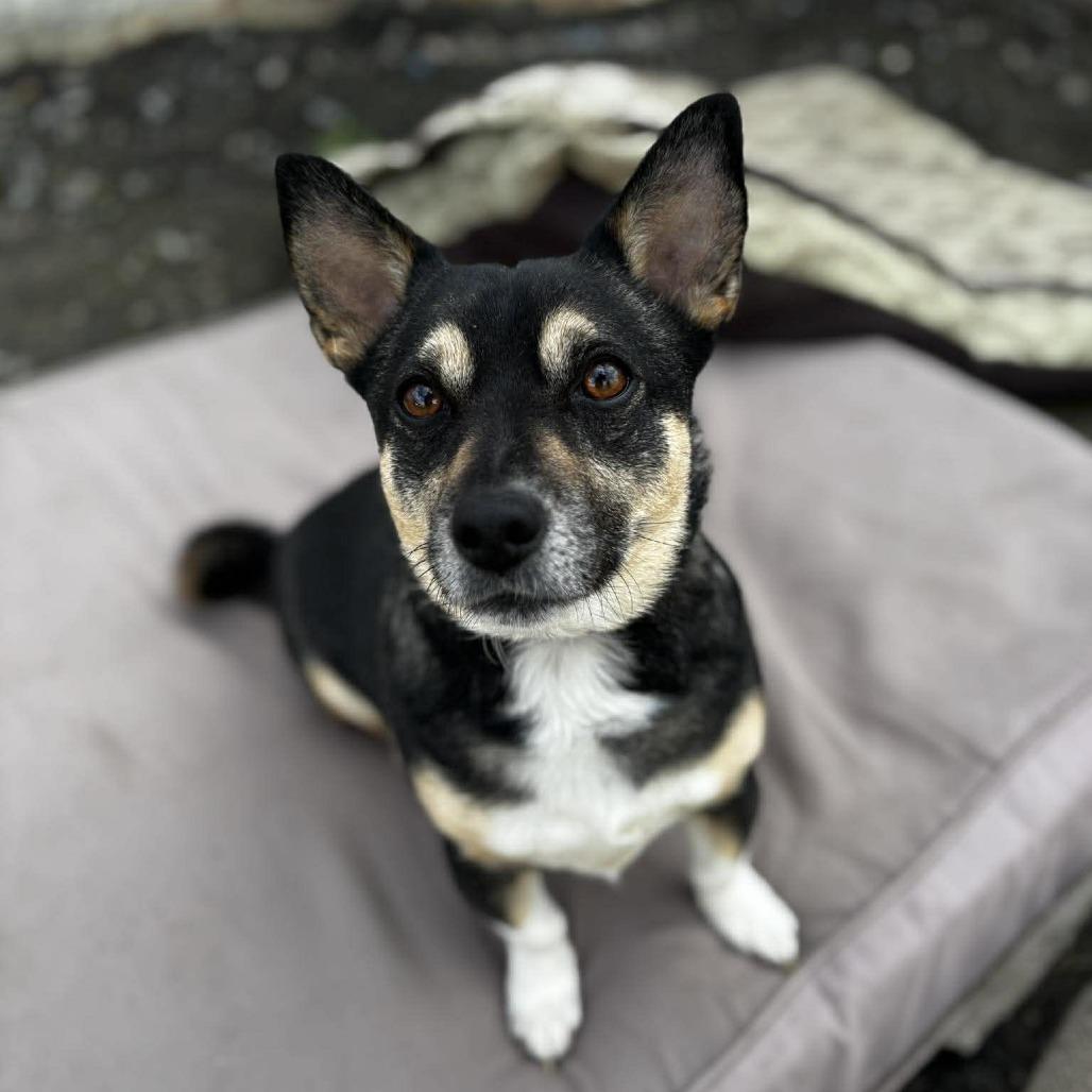 Enlarge Boomer, a Adoptable mixed breed in West Richland, WA image 2/5