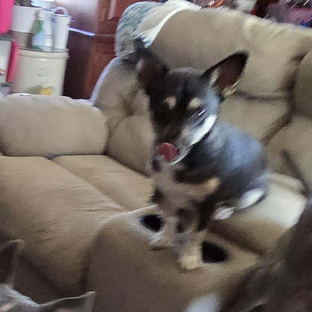 Enlarge Boomer, a Adoptable mixed breed in West Richland, WA image 3/6