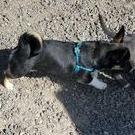 Enlarge Boomer, a Adoptable mixed breed in West Richland, WA image 5/6