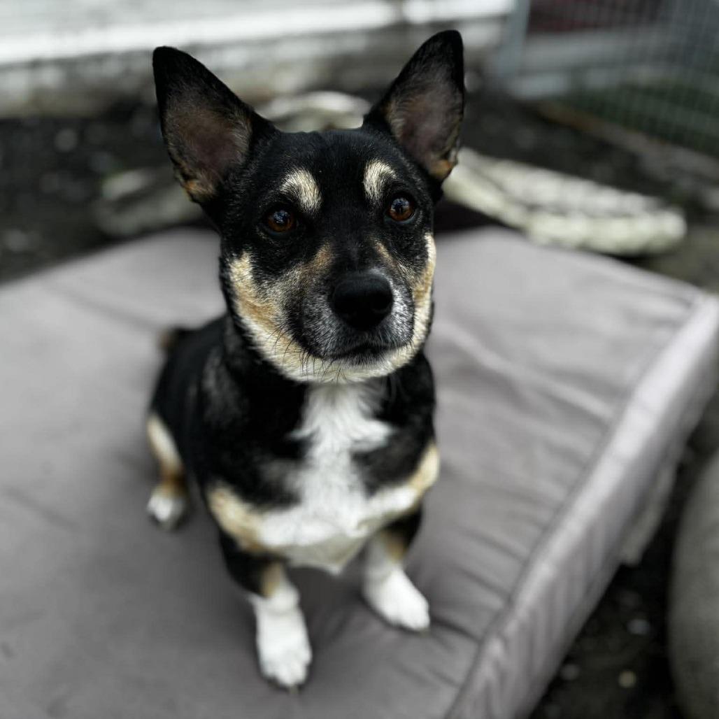 Enlarge Boomer, a Adoptable mixed breed in West Richland, WA image 4/6