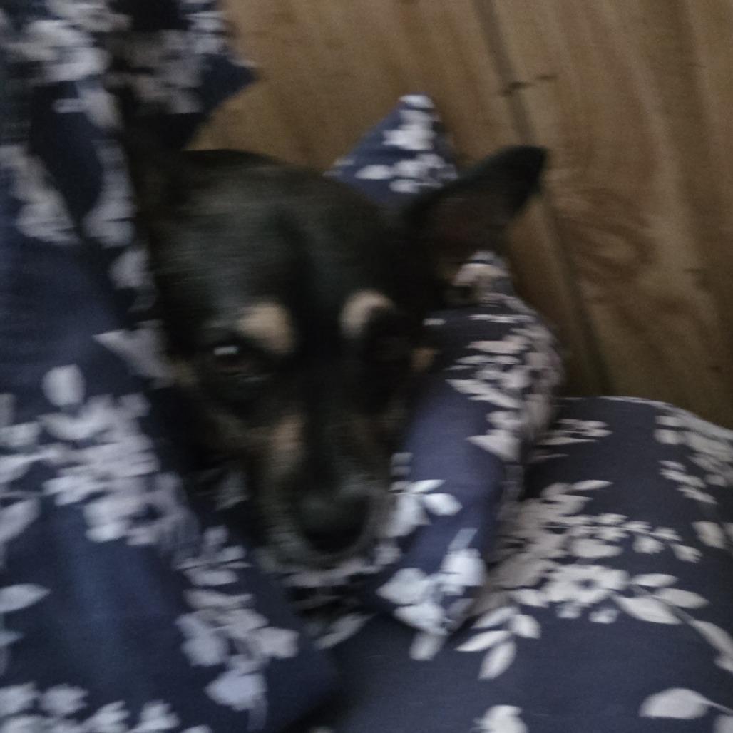 Enlarge Boomer, a Adoptable mixed breed in West Richland, WA image 6/6