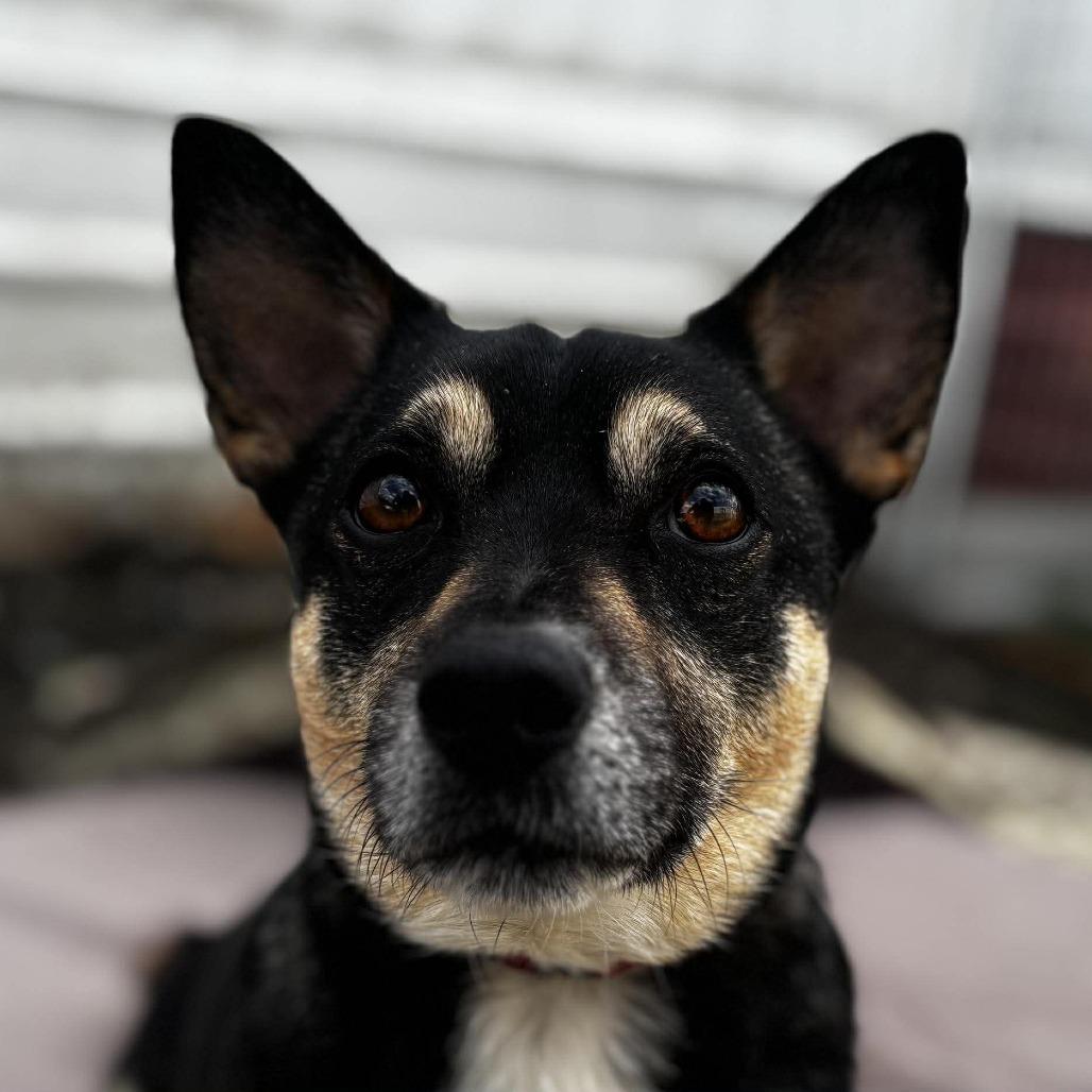 Enlarge Boomer, a Adoptable mixed breed in West Richland, WA image 5/5
