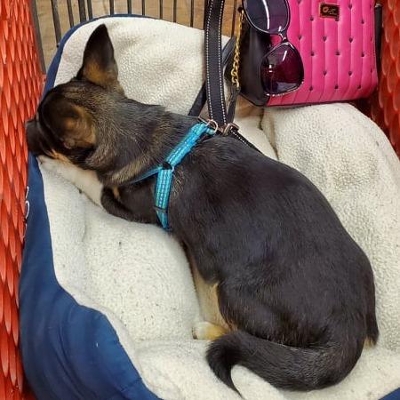 Enlarge Boomer, a Adoptable mixed breed in West Richland, WA image 5/6