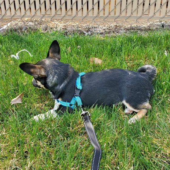 Enlarge Boomer, a Adoptable mixed breed in West Richland, WA image 6/6