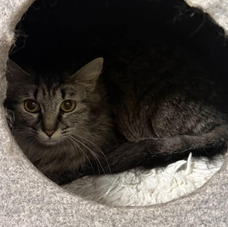 Enlarge Gypsy Rose, a ADOPTABLE Domestic Long Hair in St. Marys, WV image 5/6