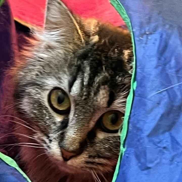 Enlarge Gypsy Rose, a ADOPTABLE Domestic Long Hair in St. Marys, WV image 3/5